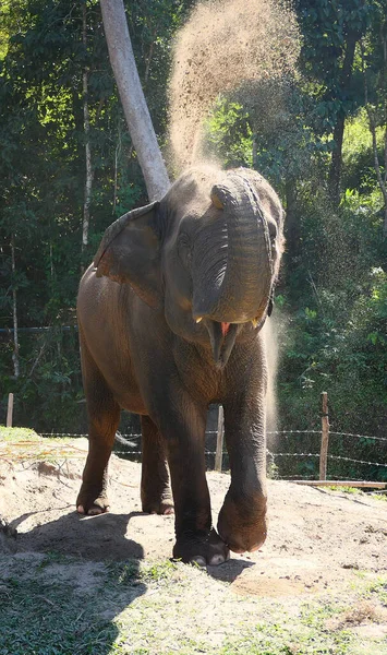먼지를 즐기는 아시아코끼리 — 스톡 사진
