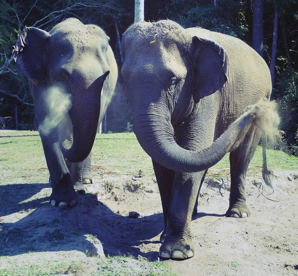 Dois Elefantes Asiáticos Apreciando Poeira — Fotografia de Stock