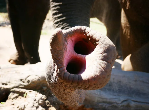 Feche Tiro Tronco Elefante — Fotografia de Stock