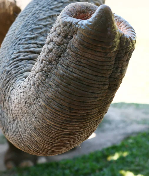 Close Tiro Tronco Elefante — Fotografia de Stock