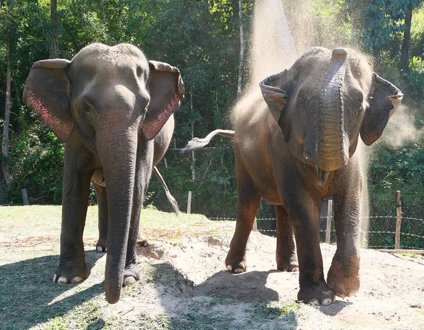 Två Asiatiska Elefanter Njuter Dammet — Stockfoto
