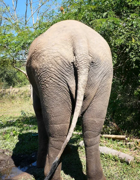 Visão Traseira Elefante — Fotografia de Stock