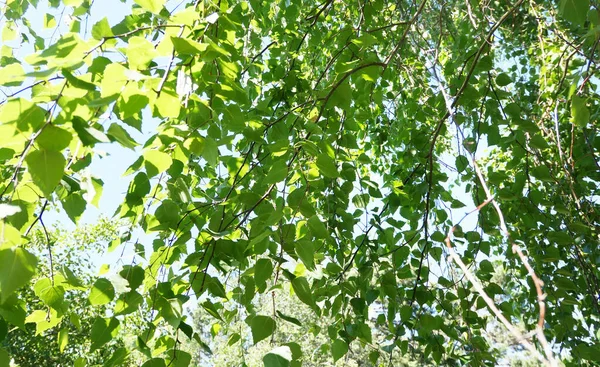 Huş Ağacının Yapraklarını Yakın Çekim — Stok fotoğraf