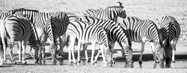 Afrika Daki Birikintisinde Zebralar — Stok fotoğraf