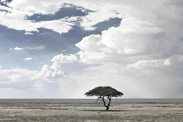 Černobílý Obrázek Africké Krajiny — Stock fotografie