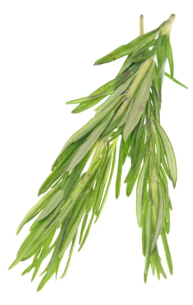 Rosemary Isolated White Background — Stock Photo, Image