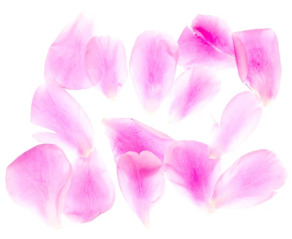 Peony Petals Isolated White Background — Stock Photo, Image