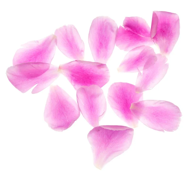 Peony Petals Isolated White Background — Stock Photo, Image