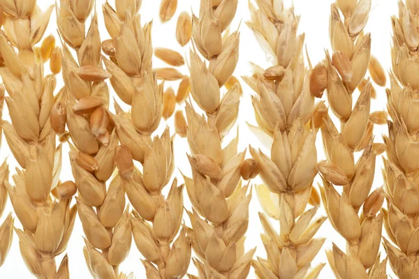 Wheat Isolated White Background — Stock Photo, Image