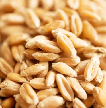 Buğday tanelerini yakın çekim