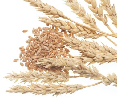 Beyaz arkaplanda buğday izole