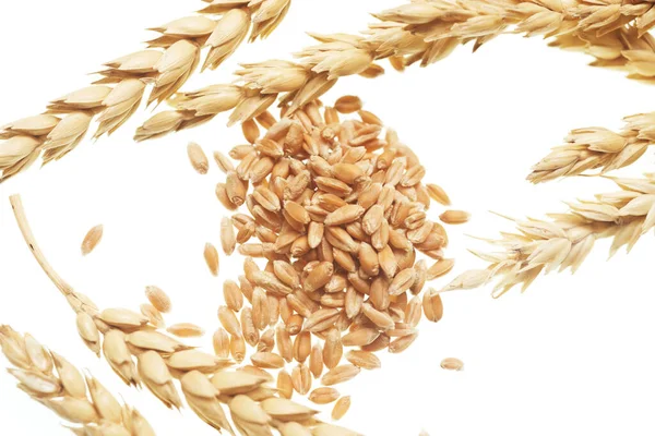 Wheat Isolated White Background — Stock Photo, Image