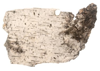 Beyaz arkaplanda huş kabuğu izole