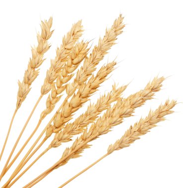 Beyaz arkaplanda buğday izole