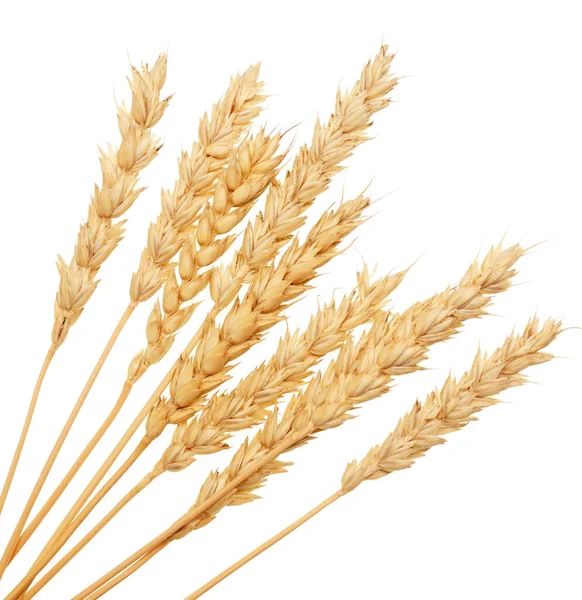 Wheat Isolated White Background — Stock Photo, Image