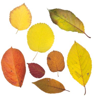 sonbahar yaprakları beyaz arkaplanda izole
