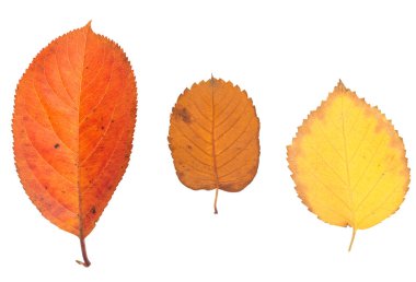 sonbahar yaprakları beyaz arkaplanda izole