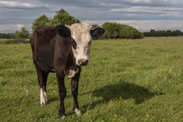 Tribal young bull in the pasture. Farm in the village of Nazimovo, Tver Region. Russia. 2 June 2018