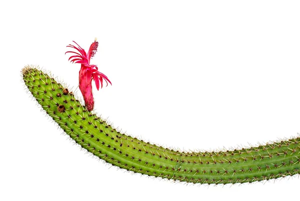 Cactus Con Flores Rojas Aisladas Sobre Fondo Blanco —  Fotos de Stock