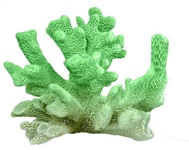 beyaz arkaplanda izole mercan