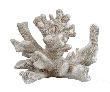 beyaz arkaplanda izole mercan