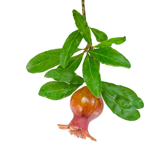 Small Pomegranate Branch Isolated White Background — Stock Photo, Image