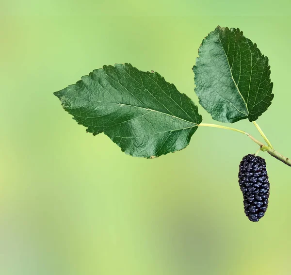 Close Black Mulberry — Stock Photo, Image