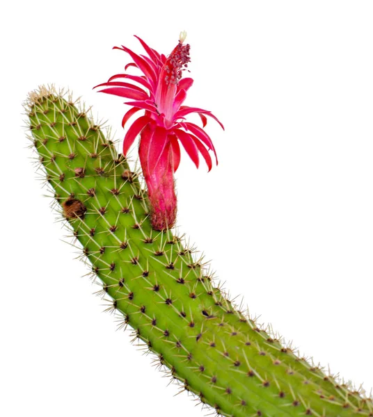 Kaktusz Piros Virág Elszigetelt Fehér Background — Stock Fotó