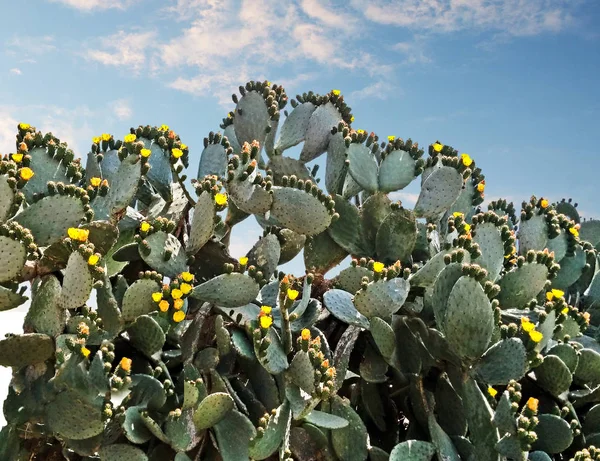 Cacto Com Flores Amarelas — Fotografia de Stock