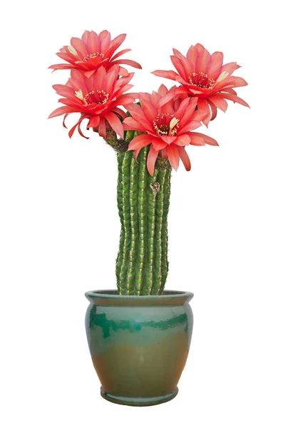 Kaktus Mit Roten Blüten Isoliert Auf Weißem Hintergrund — Stockfoto