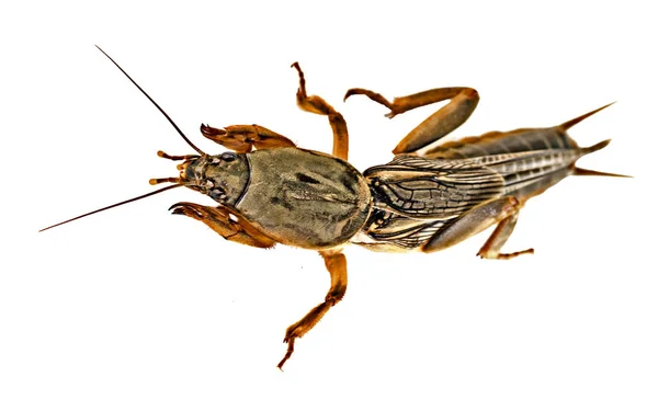 Gros Plan Mole Cricket — Photo