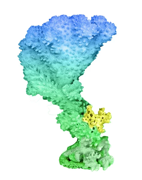 白い背景に隔離されたサンゴは — ストック写真