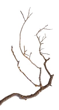 Kuru dalı yakın çekim 