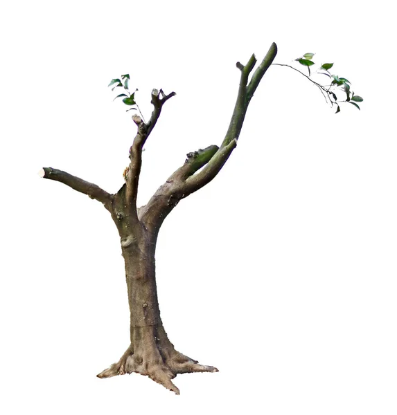Torra Träd Isolerad Vit — Stockfoto