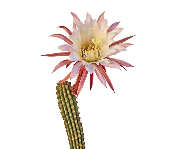 Cactus White Flowers Isolated White Background — Stock Photo, Image