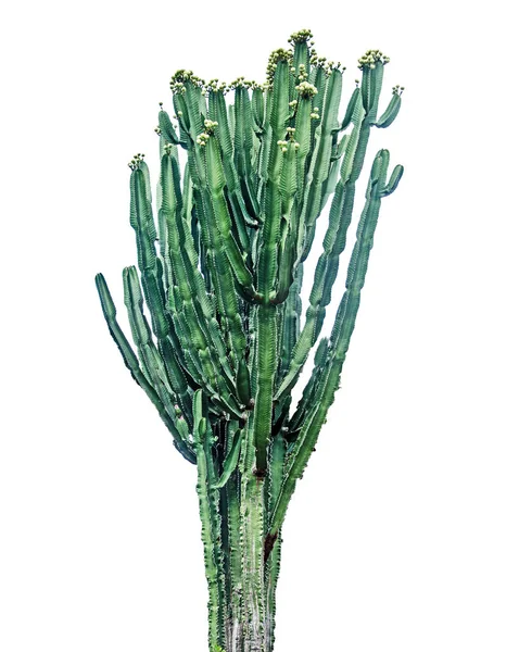 Cactus Isolé Sur Fond Blanc — Photo