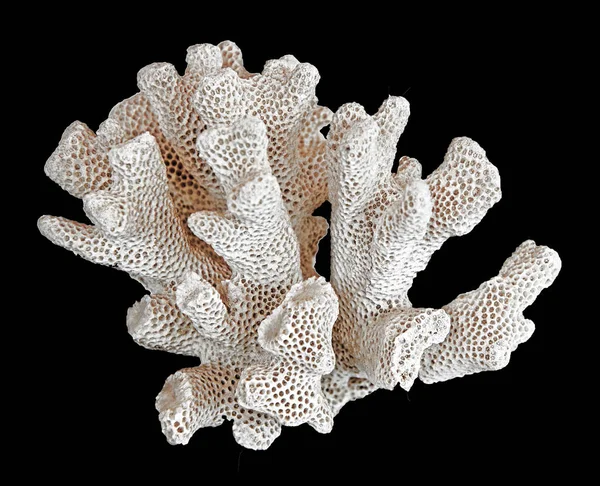 Siyah zemin üzerinde izole mercan