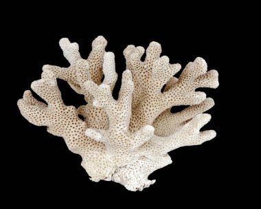 Siyah zemin üzerinde izole mercan