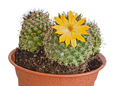 çiçekli kaktüs yakın çekim