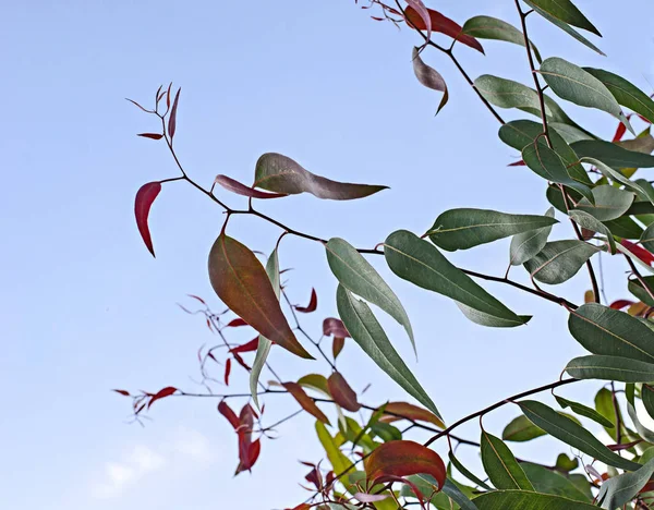 Close Eucalyptus Branch — Stock Photo, Image