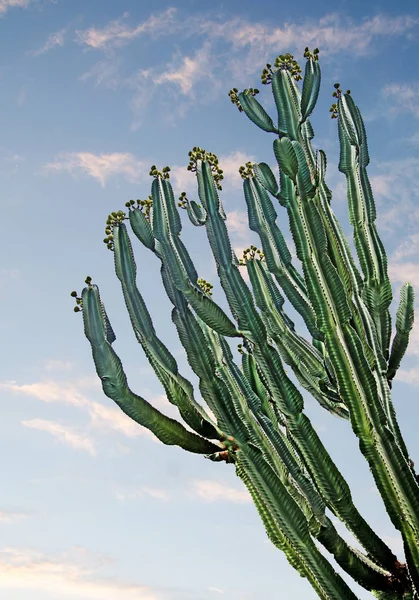 Närbild Kaktusar — Stockfoto