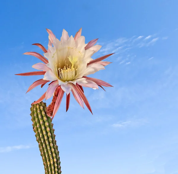 Bliska Kaktusów Kwiatem — Zdjęcie stockowe