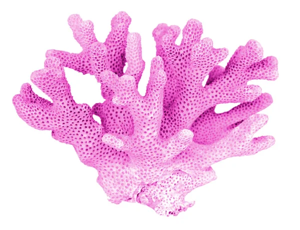 Coral Isolado Sobre Fundo Branco — Fotografia de Stock