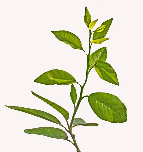 Citrus Sapling Isolated White — Stock Photo, Image