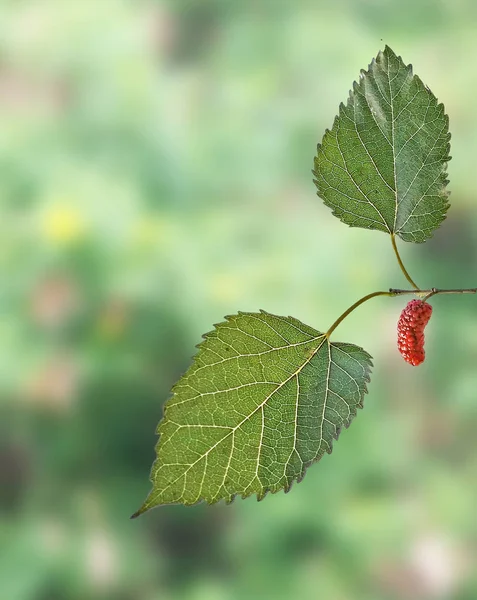 Detailní Záběr Černé Moruše — Stock fotografie