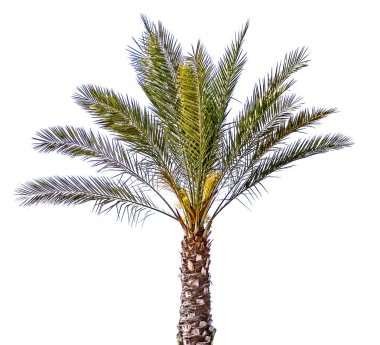 Beyaz arkaplanda izole edilmiş palmiye ağacı