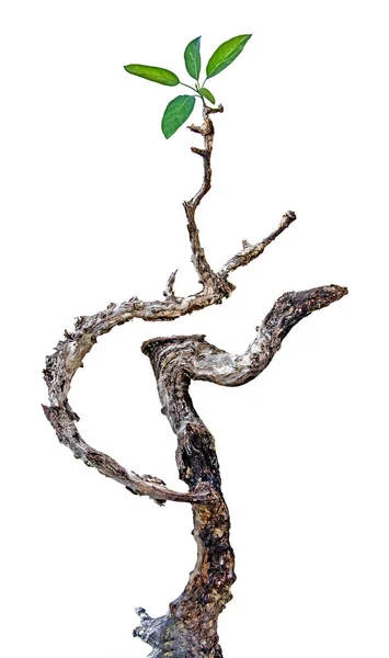 Árbol Seco Aislado Blanco — Foto de Stock