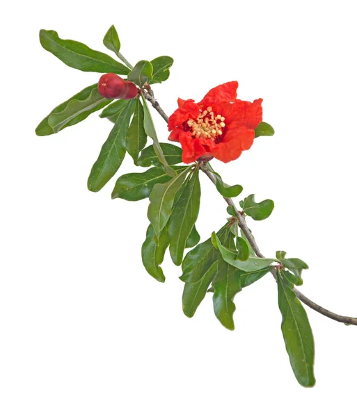 Pomegranate Flower Isolated White Background — Stock Photo, Image