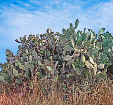 Bahar, İsrail kaktüs