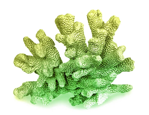 beyaz arkaplanda izole mercan